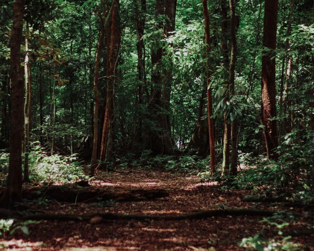 Skog i dagsljus